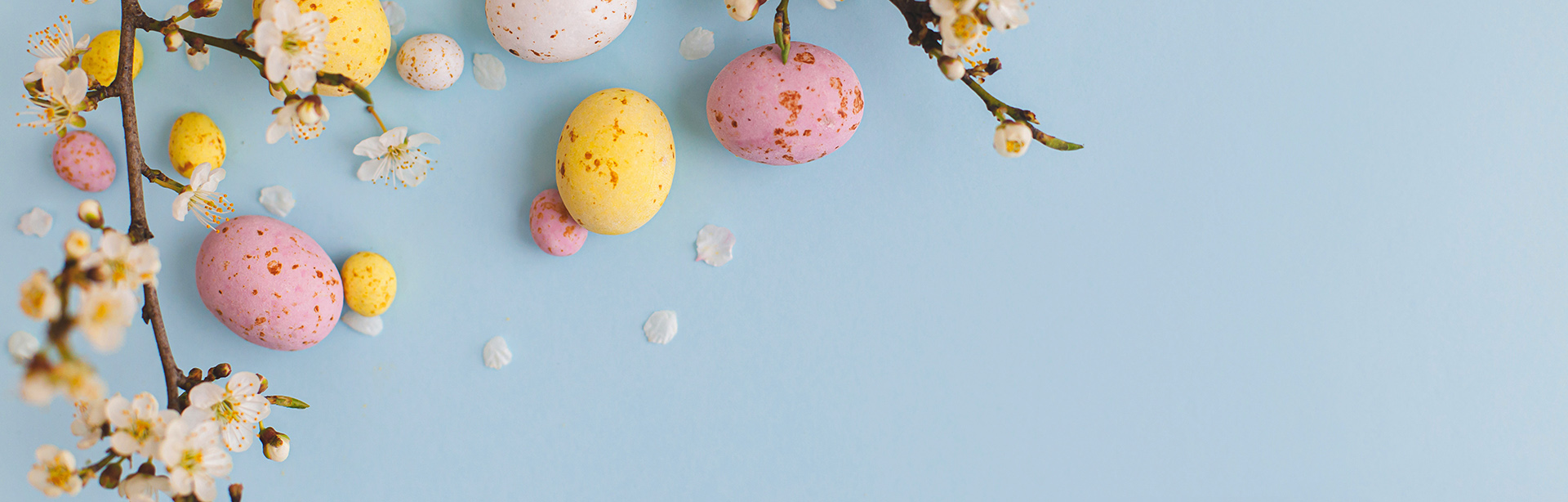 Konseptbilde av påske: kirkebærtre blomster og sjokolade egg lyse farger 