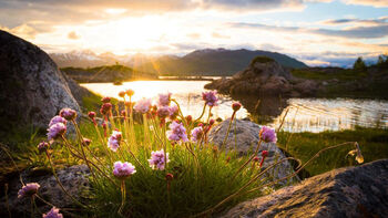 sky ,blomst ,himmel ,anlegg ,vann.