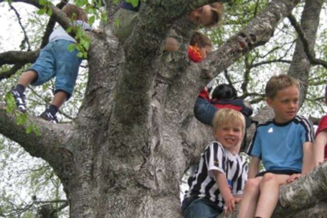 Sander Skotheim og vennen Jakob Hanstad sitter i et tre som barn.